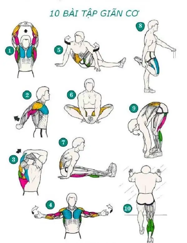 Bài Tập Giãn Cơ: Hướng Dẫn Toàn Diện Cho Mọi Đối Tượng 5 11 1 20200712163249302